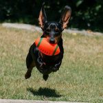 Read more about the article A V Doggie Styles |  | 90009 |