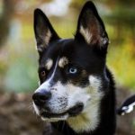 Read more about the article Doggie Stylin Mobile Dog Grooming |  | 90039 |