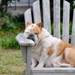 Read more about the article VWX Dog Grooming |  | 90045 | West LA