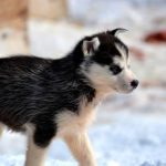 Read more about the article Beg to Deliver | Dog & Cat Furnishings & Supplies | 90019 | Mid City