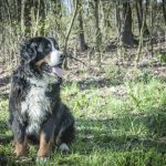 Read more about the article Bella & Bows Mobile Grooming |  | 90064 | West LA