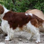 Read more about the article K9s Only | Pet Boarding & Kennels | 90025 | West LA