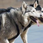 Read more about the article Barks & Bubbles Dog Grooming | Dog & Cat Grooming & Supplies | 90045 | West LA