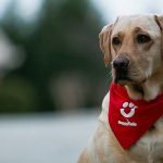 Read more about the article K-9 Grooming | Dog & Cat Grooming & Supplies | 90025 | West LA