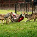 Read more about the article PetSmart | Pet Services | 90048 | Beverly Center