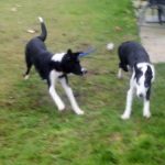 Read more about the article Puppy Style |  | 90004 | Central LA