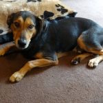 Read more about the article Willies Grooming & Petshop | Dog & Cat Grooming & Supplies | 90044 | South Central LA