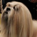 Read more about the article Rejoy’s Pet Grooming | Dog & Cat Grooming & Supplies | 90035 | Beverlywood